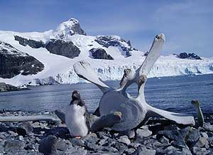 Way, Way Down Under: An Antarctic Safari 1 A penguin guards a whale bone. Photos by Bruce Northam