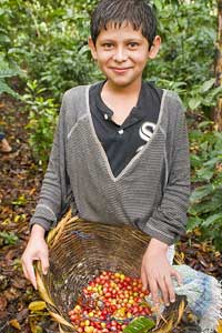 Nicaragua: Home to a Fascinating Organic Coffee Plantation 1 A boy in Nicaragua picking coffee - photos by Matthew Kadey
