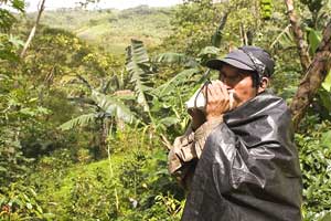 Nicaragua: Home to a Fascinating Organic Coffee Plantation 10 Alerting the farmers to where there are beans to be picked