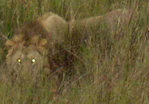 The lion eats