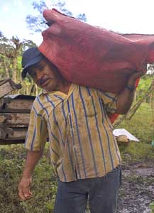 Nicaragua: Home to a Fascinating Organic Coffee Plantation 6 Harvesting coffee is back-breaking work.