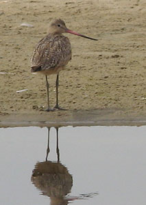 Birdwatching in West Marin, California 6 This Marbled Godwit uses his extra-long beak to grab his dinner out of the wet sand on a beach in the Point Reyes National Seashore.