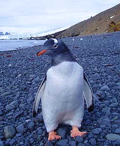 Way, Way Down Under: An Antarctic Safari 3 A curious Gentoo penguin