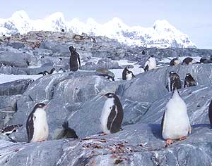 Way, Way Down Under: An Antarctic Safari 5 antarctic,safari
