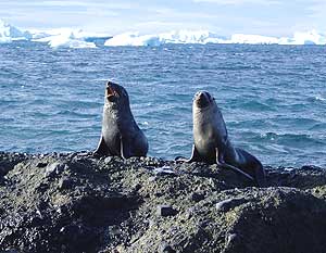 Way, Way Down Under: An Antarctic Safari 4 Fur seals