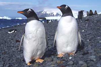 Way, Way Down Under: An Antarctic Safari 6 Curious Gentoos