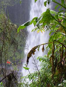 A waterfall in the rainforest