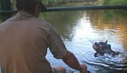 A hippo in Limpopo South Africa.