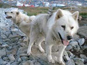 Greenland: Island of Melting Traditions 5 In Greenland, sled dogs are being replaced by ATVS.