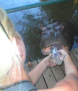 Feeding Jessica the teenage hippo in Limpopo, South Africa