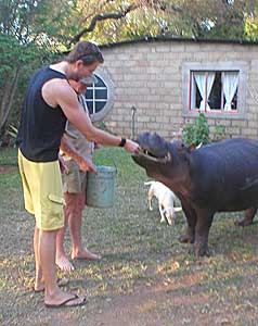 An unusual guard dog.