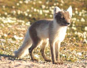 Summer in the Arctic: Searching for Goose Eggs 5 An adult Arctic fox