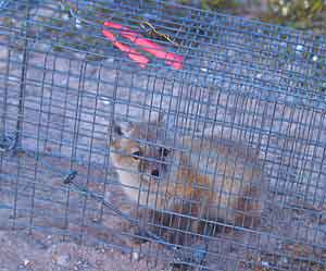 Summer in the Arctic: Searching for Goose Eggs 7 The first Arctic fox cub