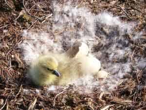 Summer in the Arctic: Searching for Goose Eggs 3 A gosling