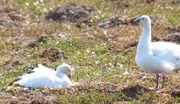 Snow geese in Canada.