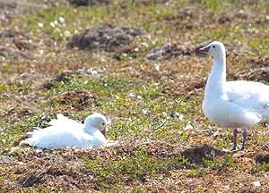 Summer in the Arctic: Searching for Goose Eggs 1 Male and female Snow geese