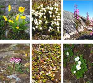 Summer in the Arctic: Searching for Goose Eggs 6 Tundra flowers