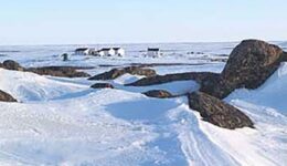 Canada: A Summer in the Arctic