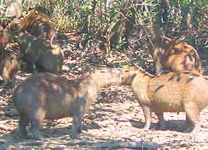 Charles Darwin called the capivara a 'water-hog'.