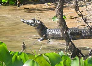 Alligators abound in the Pantanal, the largest wetland in the world. Photos by Jorge Jameson