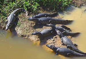 Alligators lazing in the sun in Brazil's Pantanal