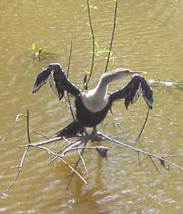 A heron in Brazil's Pantanal