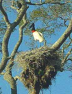 The tuiuiu bird is a symbol of the Pantanal.