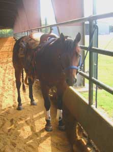 Riding into North Texas Horse Country 4 Reining horses are celebrated for their ability to maneuver quickly.