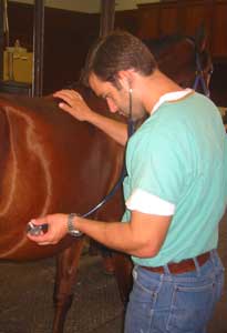 Riding into North Texas Horse Country 6 A veterinarian diagnoses a case of colic in a horse stabled at Mandolynn Hill Horse Farm in North Texas.