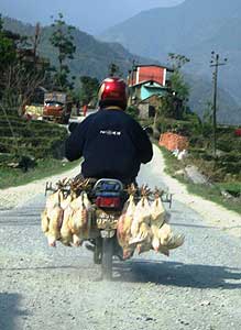 Trekking in Nepal: Change on the Horizon 6 Chickens to go