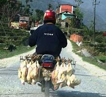 Trekking in Nepal: Change on the Horizon Chickens to go.