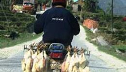 Chickens to go.