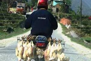Chickens to go.
