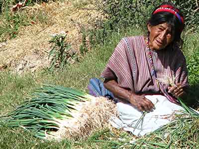 Onion sorter