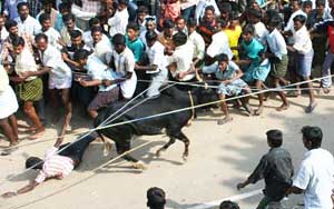 A man is shaken off violently at Jallikattu, the taming of the bulls.