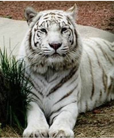 Lion White Tiger at York's Wild Kingdom