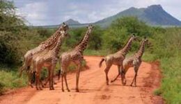 amboseli-park-giraffes