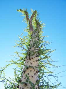 Unique Baja cactus called boojum (cirio)