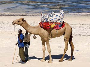 African Wildlife and a Maasai Village in Kenya 8 White Sands Beach