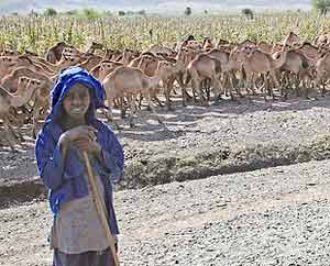 Herding camels in Ethiopia