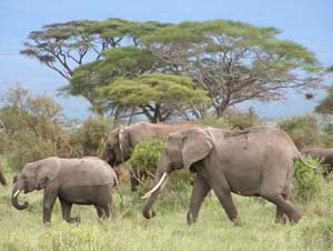 African Wildlife and a Maasai Village in Kenya 9 Elephants at Amboseli Park in Kenya