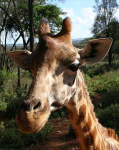 African Wildlife and a Maasai Village in Kenya 6 Kilaguni Lodge is a good place to see wildlife up close.