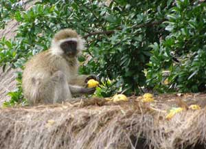 African Wildlife and a Maasai Village in Kenya 5 A monkey on the roof