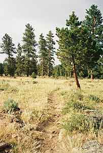Digging Up The Past in Utah's Flaming Gorge 9 The Canyon Rim trail disappears into the forest.