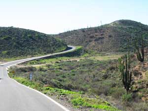 Winding road through lush desert greenery