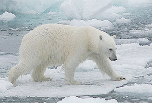 The polar bear, which weighs about half a ton, is the dominant predator of the Arctic.