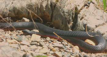 A red-bellied black snake