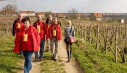 people-vineyards