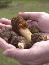The prize--fresh morels from Idaho, the smaller mushrooms in the photo. The larger one, however, is a FALSE MOREL which is poisonous. photo by Roger St. Pierre