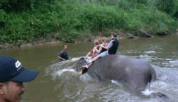 Swimming with elephants at the Kuala Gandah Elephant sanctuary in Malaysia.